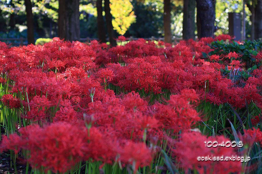 《花》　彼岸花（5）　50mmマクロ他　（大宮花の丘）_c0080036_23552558.jpg