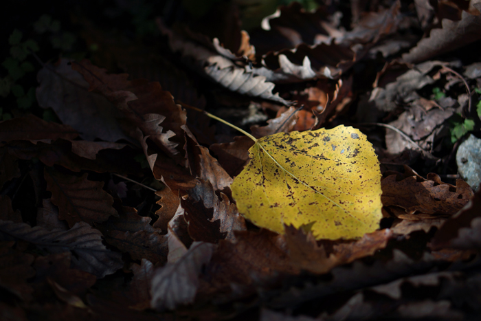 【NEX-7】 SEL50-F18は「神レンズ」か！？_c0035245_16345245.jpg