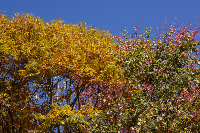 【NEX-7】 SEL50-F18は「神レンズ」か！？_c0035245_1691055.jpg