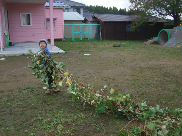 保育園のさつまいも掘り_d0166047_13415733.jpg