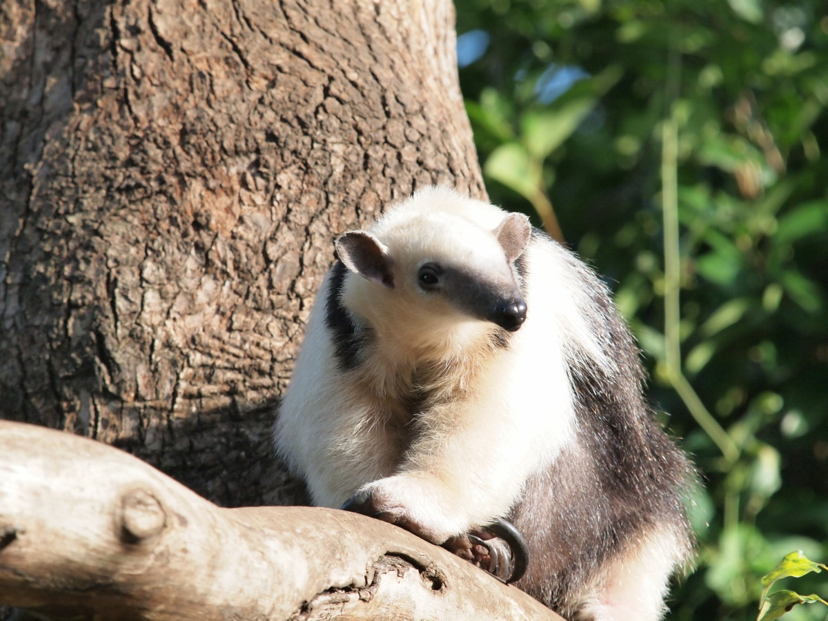 上野動物園-2　　　143）_c0068050_22181338.jpg