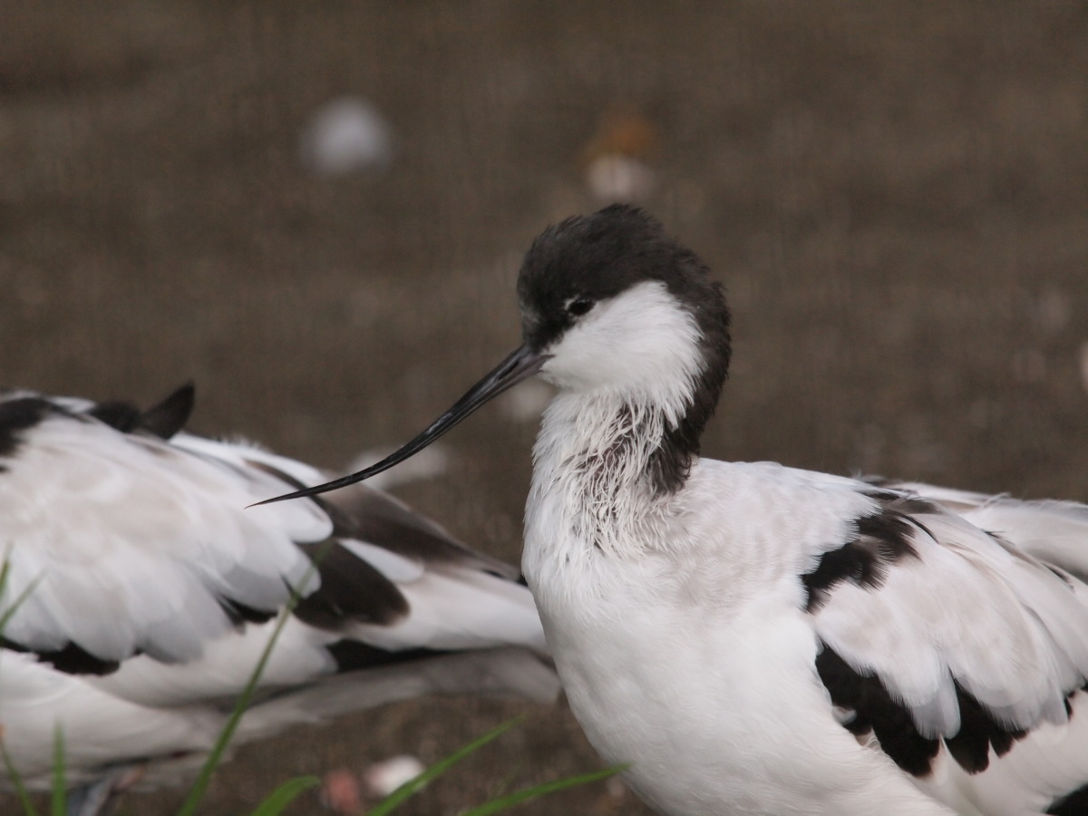 上野動物園-2　　　143）_c0068050_22201199.jpg