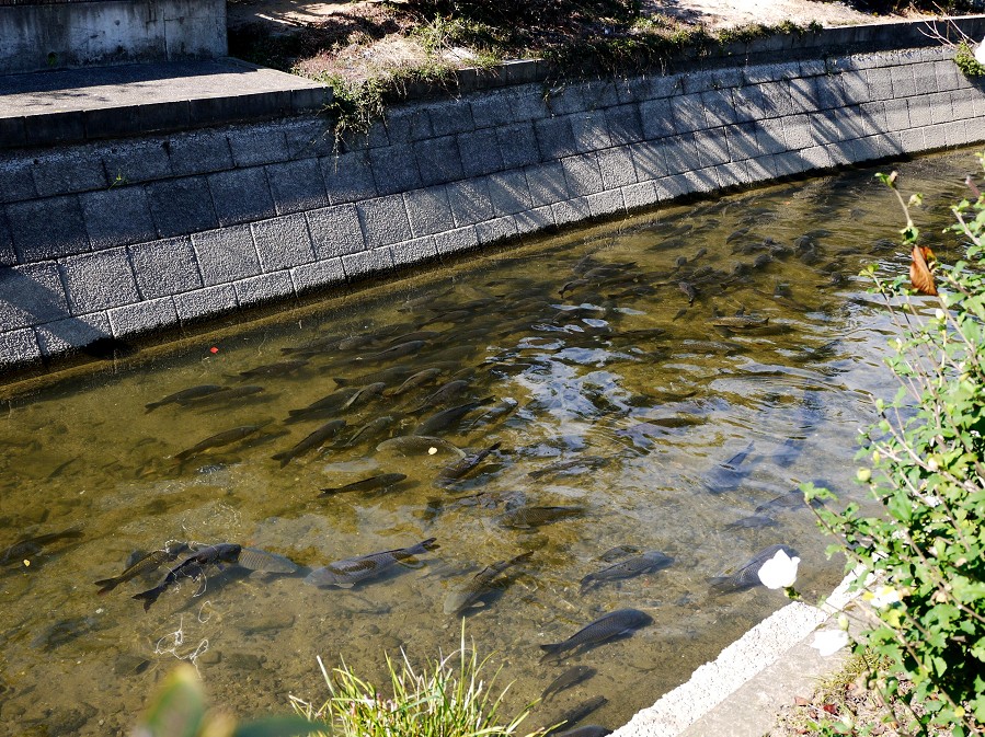 　　熊野古道_b0093754_2219517.jpg