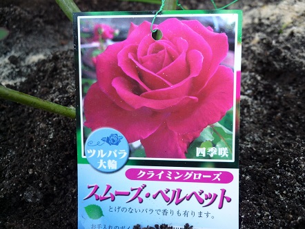 素敵な 棘なし薔薇見つけました ｽﾑｰｽﾞ ﾍﾞﾙﾍﾞｯﾄ 花咲く お庭から