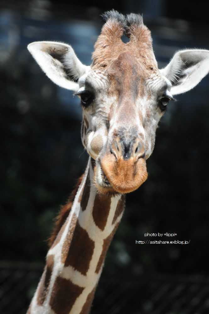 キリンの反芻している顔 動物園でお散歩