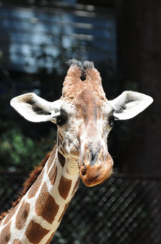 キリンの反芻している顔 動物園でお散歩