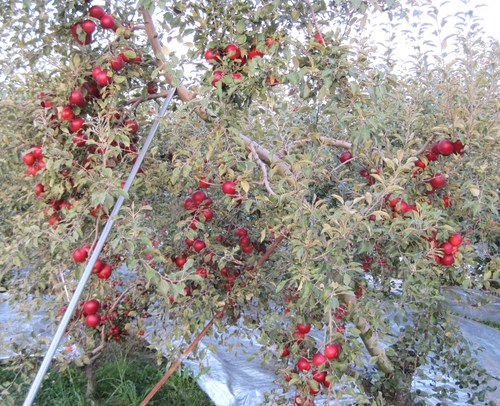f0236260_1850111.jpg