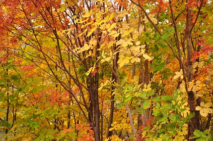 f0221369_2341251.jpg