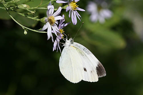 ノコンギクにやってきた蝶。バラにこの昆虫は？_f0030085_2048489.jpg