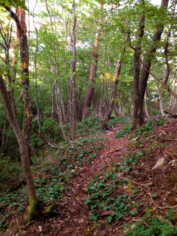 2012/10/24 滋賀駒ヶ岳トレイルランニング_b0220886_0174052.jpg