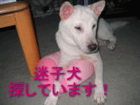 迷子犬探してます_a0187087_1955471.gif