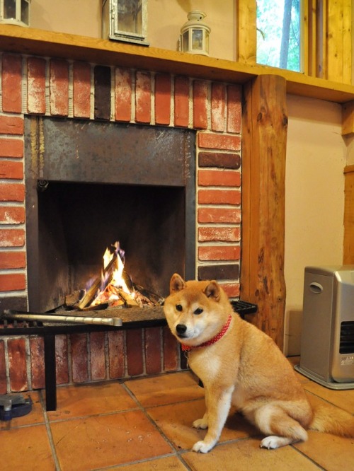 ツリーハウス_a0126590_2274966.jpg