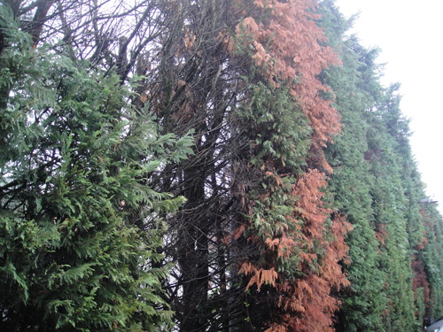 e0203793_428152.jpg