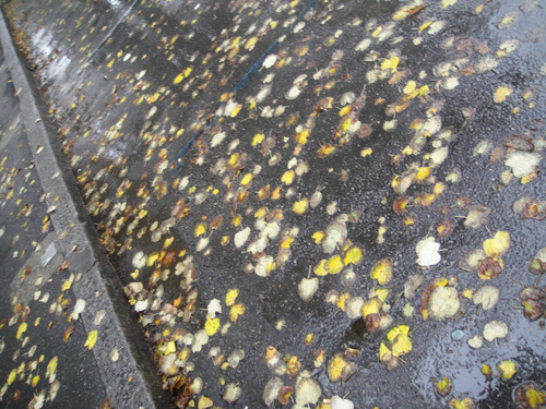 e0203793_4312048.jpg