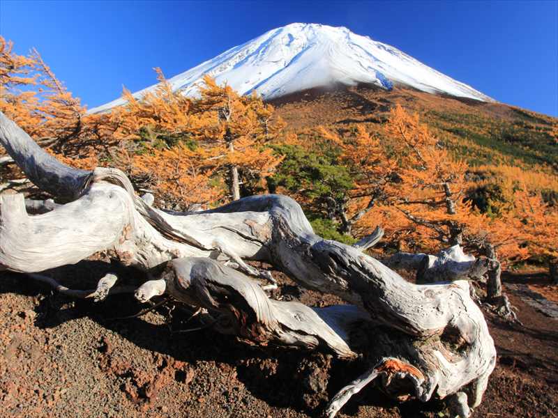スバルライン奥庭の紅葉 富士山大好き 写真は最高
