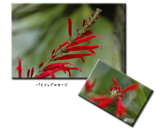 秋の花 孫達のハロウィーン_c0051105_1130955.jpg