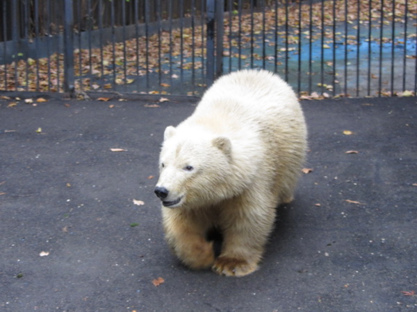 ロシア極北で保護された孤児のウムカ、依然としてモスクワ動物園で待機か？　～　野生孤児保護の問題点_a0151913_19371570.jpg