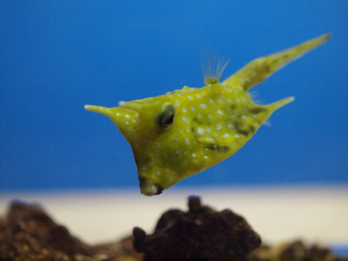 「ENJOYフォトレッスン 宮島水族館を撮ろう」【中級者向け】_c0116915_1114447.jpg