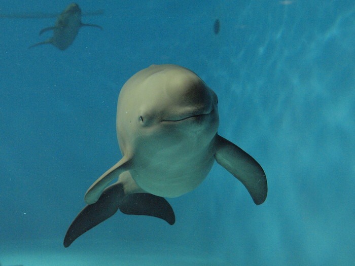 「ENJOYフォトレッスン 宮島水族館を撮ろう」【中級者向け】_c0116915_1123659.jpg