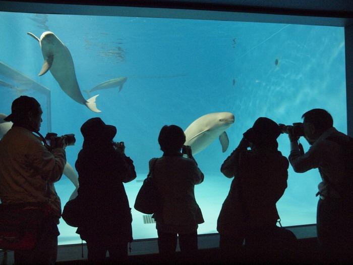 「ENJOYフォトレッスン 宮島水族館を撮ろう」【中級者向け】_c0116915_116844.jpg