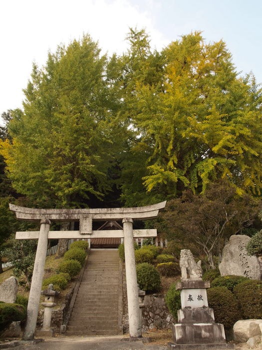 客人神社のイチョウ_c0116915_23373863.jpg