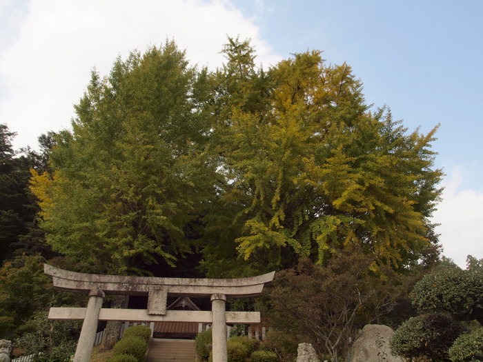 客人神社のイチョウ_c0116915_23381849.jpg