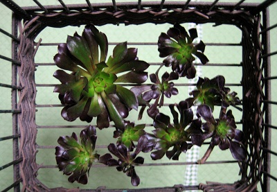 Apictnyohqkas 印刷 多肉 植物 黒 法師 増やし 方 1841 Apictnyohqkas 印刷 多肉 植物 黒 法師 増やし 方 1841