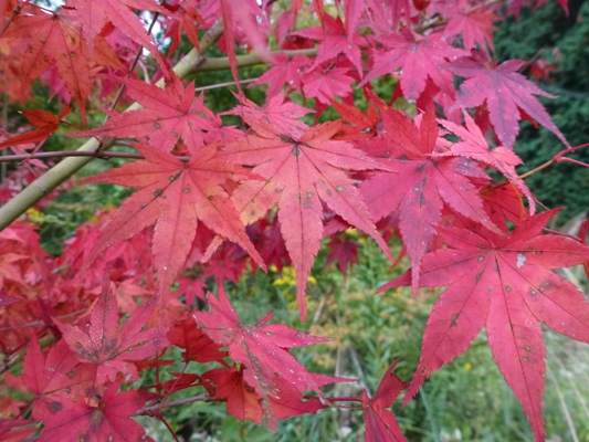 c0042418_1891072.jpg