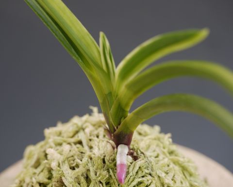 奄美白牡丹柄 : □ サムライ オーキッド □ 富貴蘭 セレクトショップ