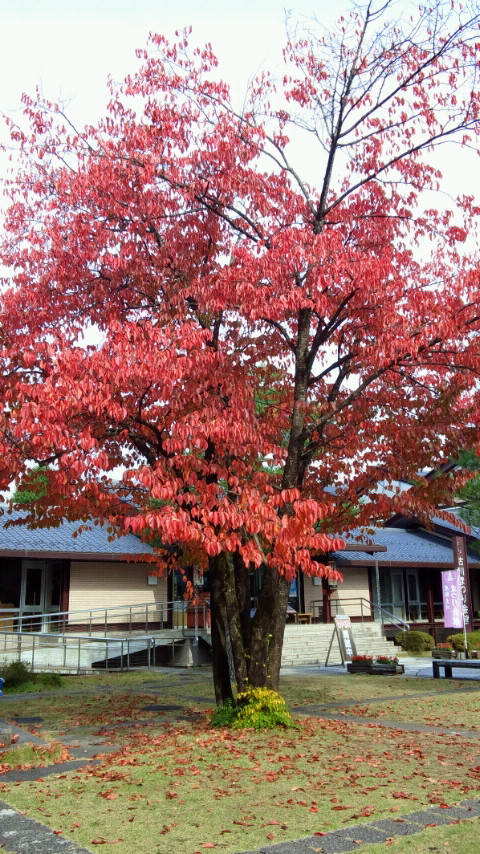 岐阜からの紅葉報告_e0224118_20305278.jpg