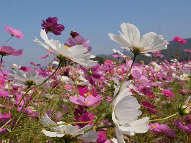 a0188023_7131834.jpg