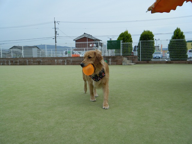 ハロウィンスタイルでマリーちゃんと(*´∀｀*)_b0127531_19123710.jpg