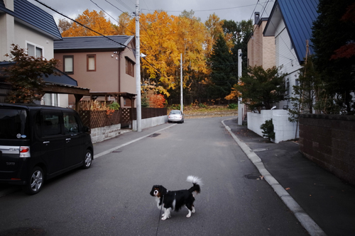 ハローウィンなかぼちゃ。_c0051132_214175.jpg