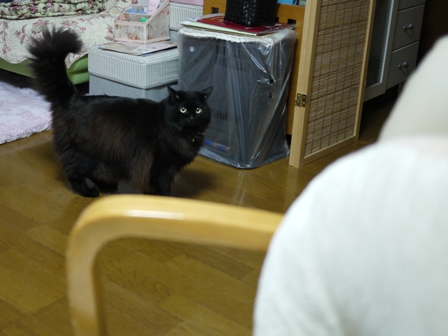 猫のお友だち モコちゃん編。_a0143140_21362765.jpg