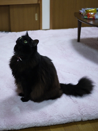 猫のお友だち モコちゃん編。_a0143140_21373835.jpg