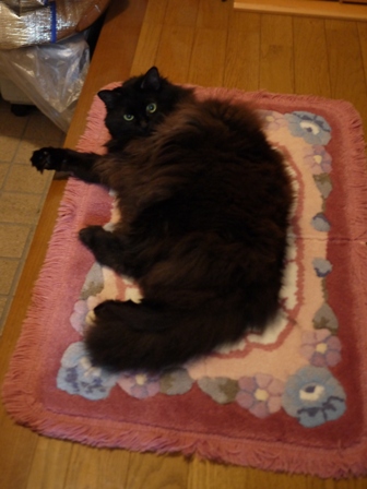 猫のお友だち モコちゃん編。_a0143140_21411062.jpg