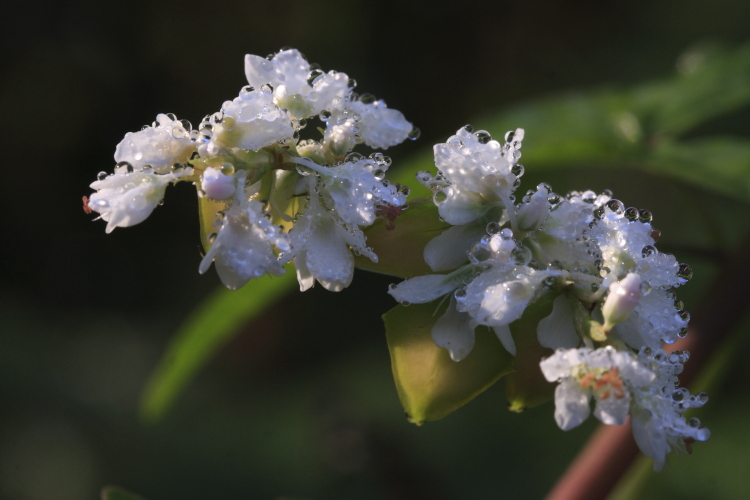 【雑草歳時記】・・・・・シャクチリソバ_d0247340_1614058.jpg