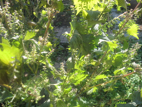 a0279743_15142717.jpg