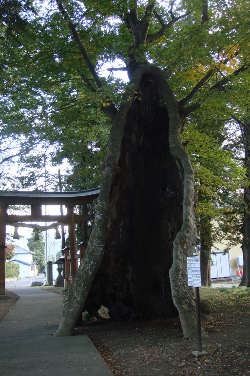ケヤキの力(ちから)_e0226943_039298.jpg
