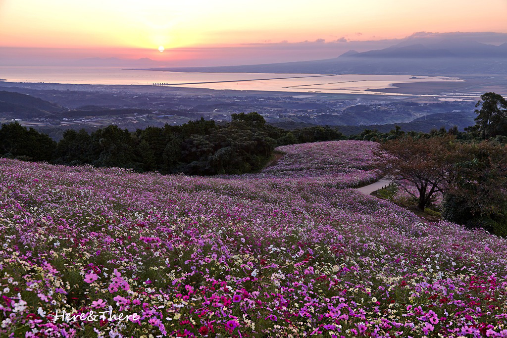 秋桜の朝　♯05_f0231243_051375.jpg