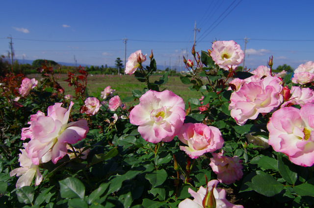 嵐の後の薔薇園：稲沢_d0186245_0262936.jpg