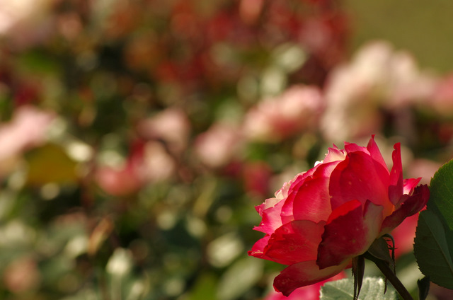 嵐の後の薔薇園：稲沢_d0186245_0294288.jpg