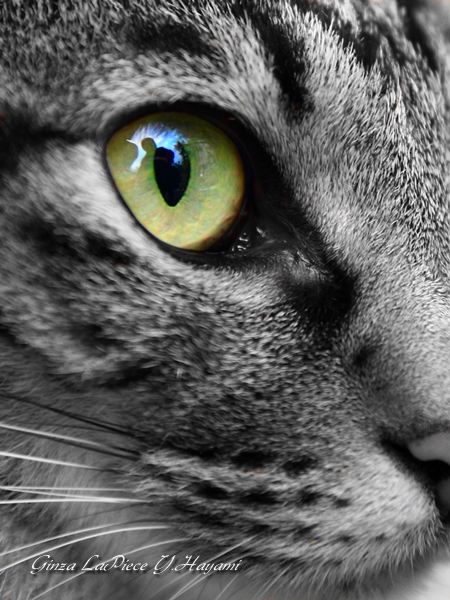 猫の居る風景 仲良し三毛 in the cats eye_b0133053_23513960.jpg