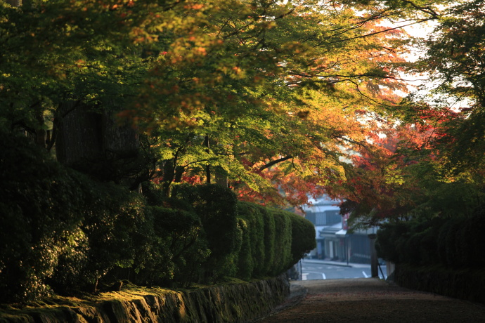 高野山 早朝の蛇腹路_a0176855_2327454.jpg