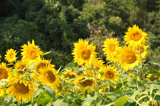 a0201257_02376.jpg