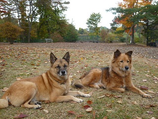 リハビリ　＆　紅葉狩り　①_b0203758_21294034.jpg