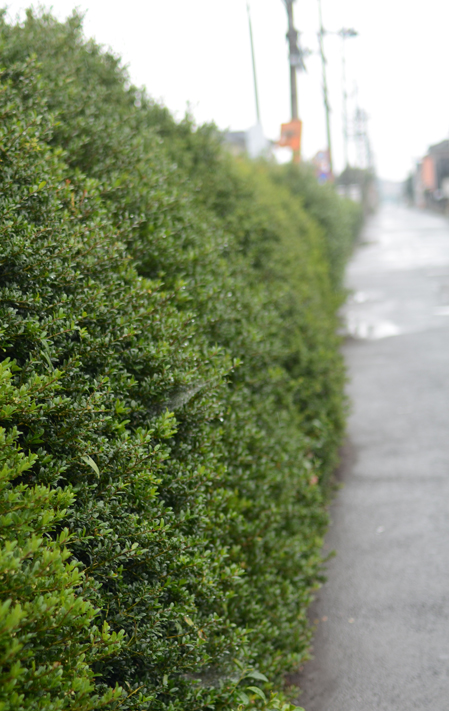 雨の中を歩く_b0194880_1043037.jpg