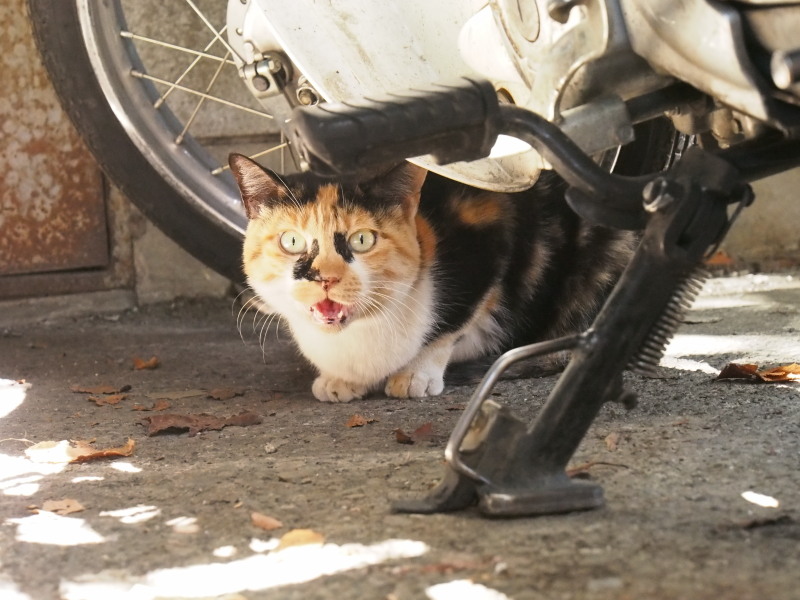 にゃあーー_c0109780_170254.jpg