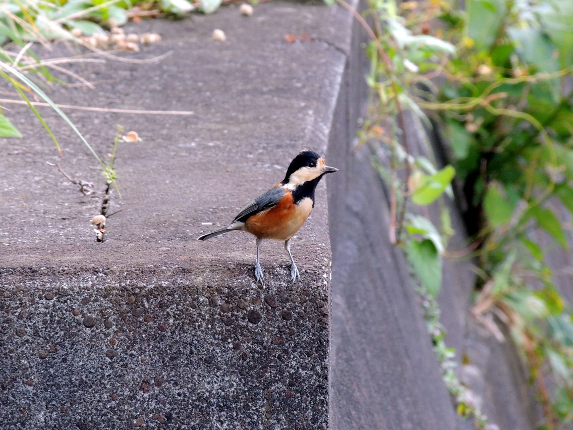 今日もヤマガラです_e0086880_1453513.jpg