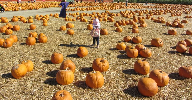 １０月２８日　　初・パンプキンパッチ(Underwood Family Farms)_b0202185_33037.jpg